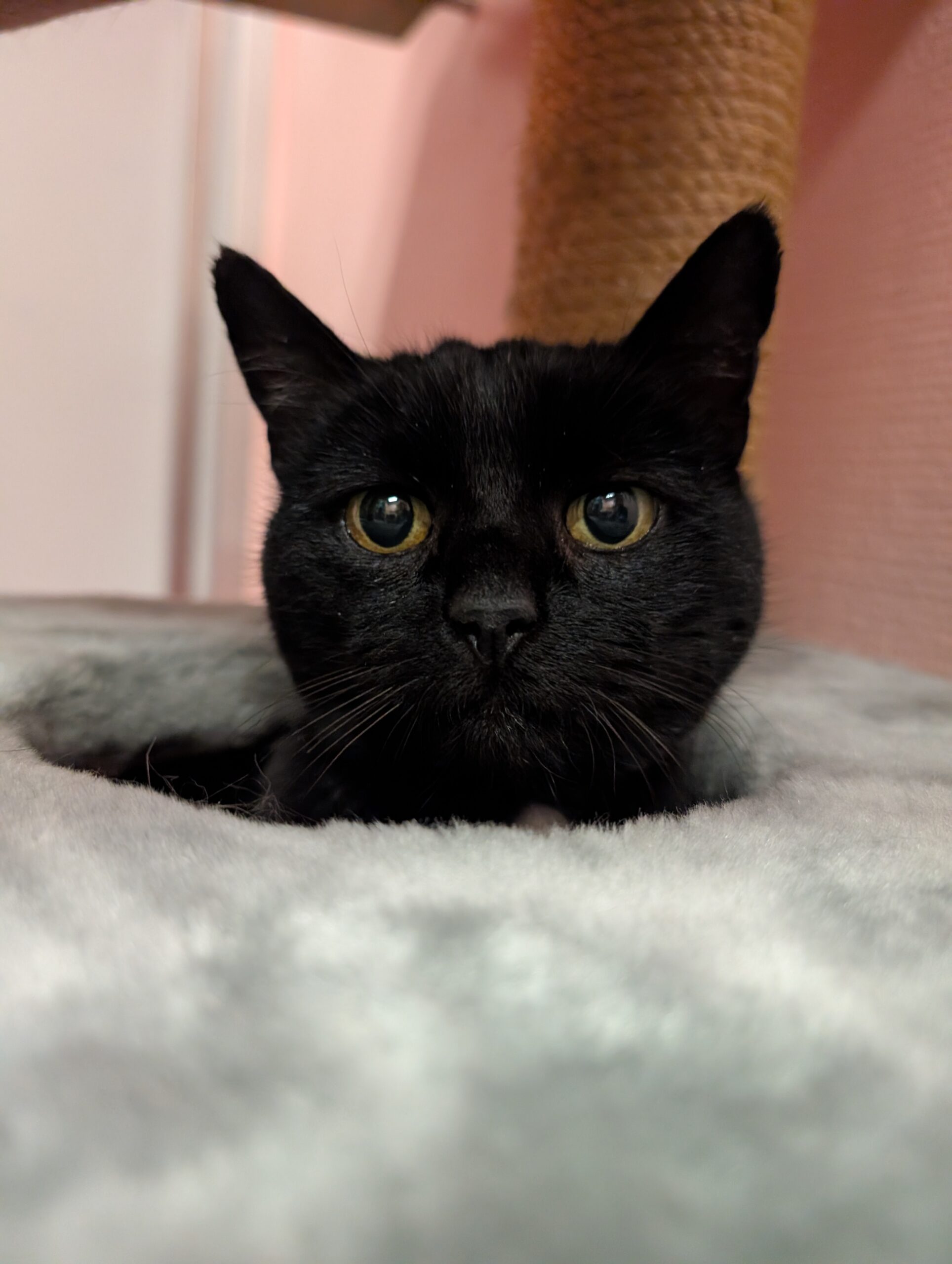 Macy zoekt een huis met een tuin