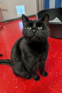 Maya zoekt een huis met een tuin