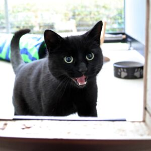 Maya zoekt een huis met een tuin