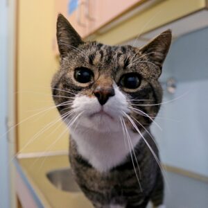 Pux zoekt een huis met een tuin