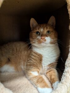 Semmie zoekt een huis met tuin