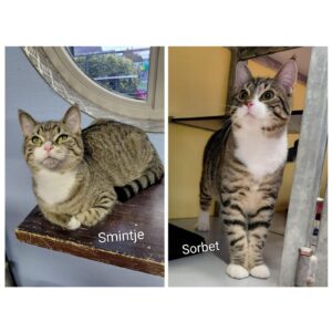 Sorbet en Smintje zoeken een huis met tuin