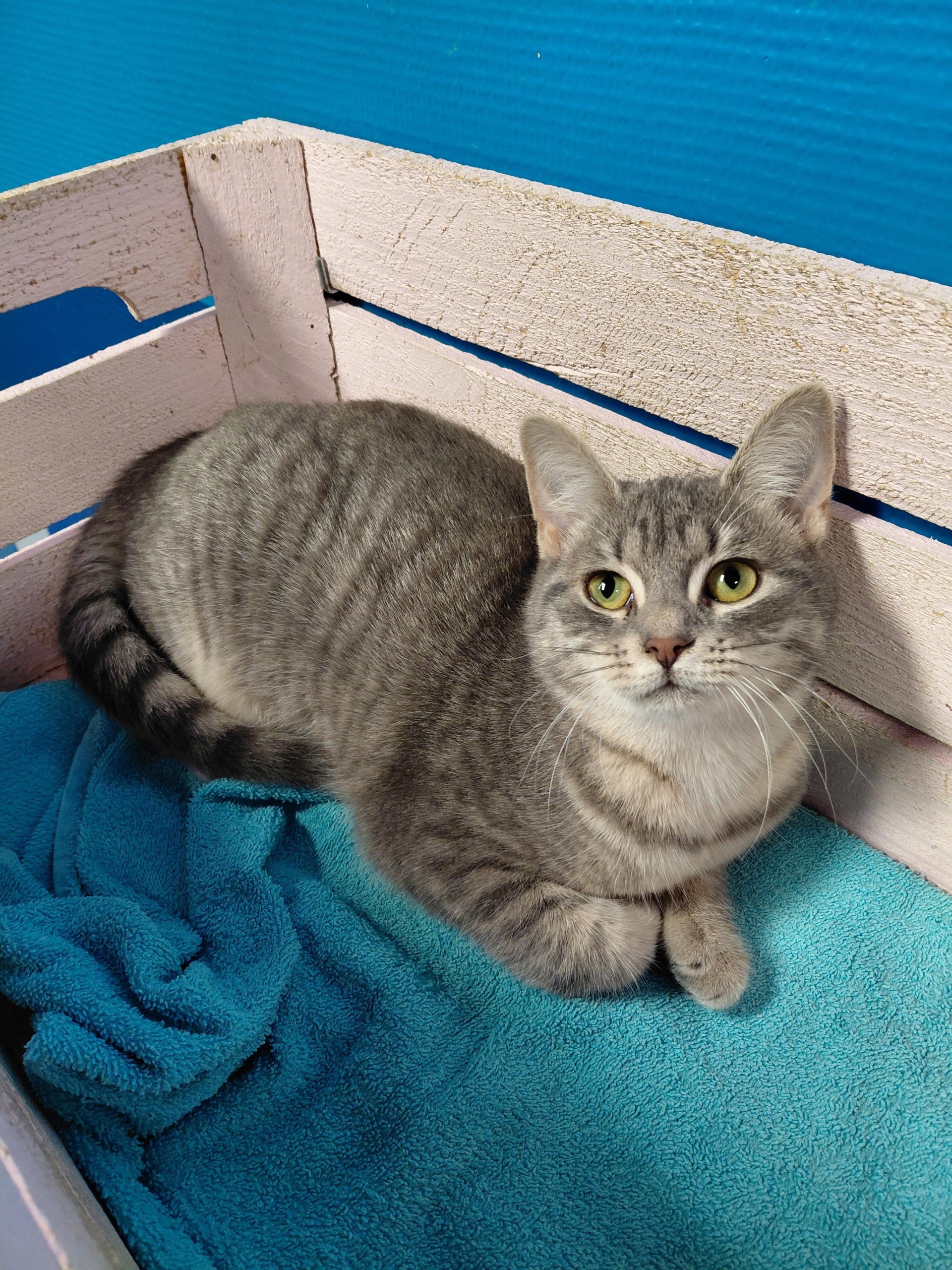 Snuffie zoekt een huis met tuin