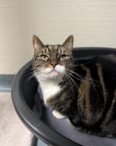 Sofietje zoekt een huis met tuin