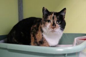 Sumo zoekt een huis met tuin