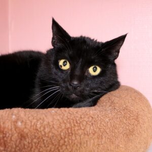 Bob zoekt een huis met een tuin