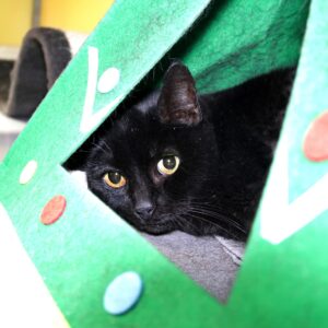 Macy zoekt een huis met een tuin