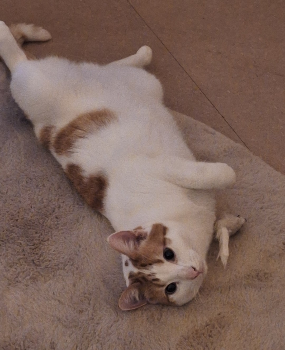 Gijs (voorheen Capes)