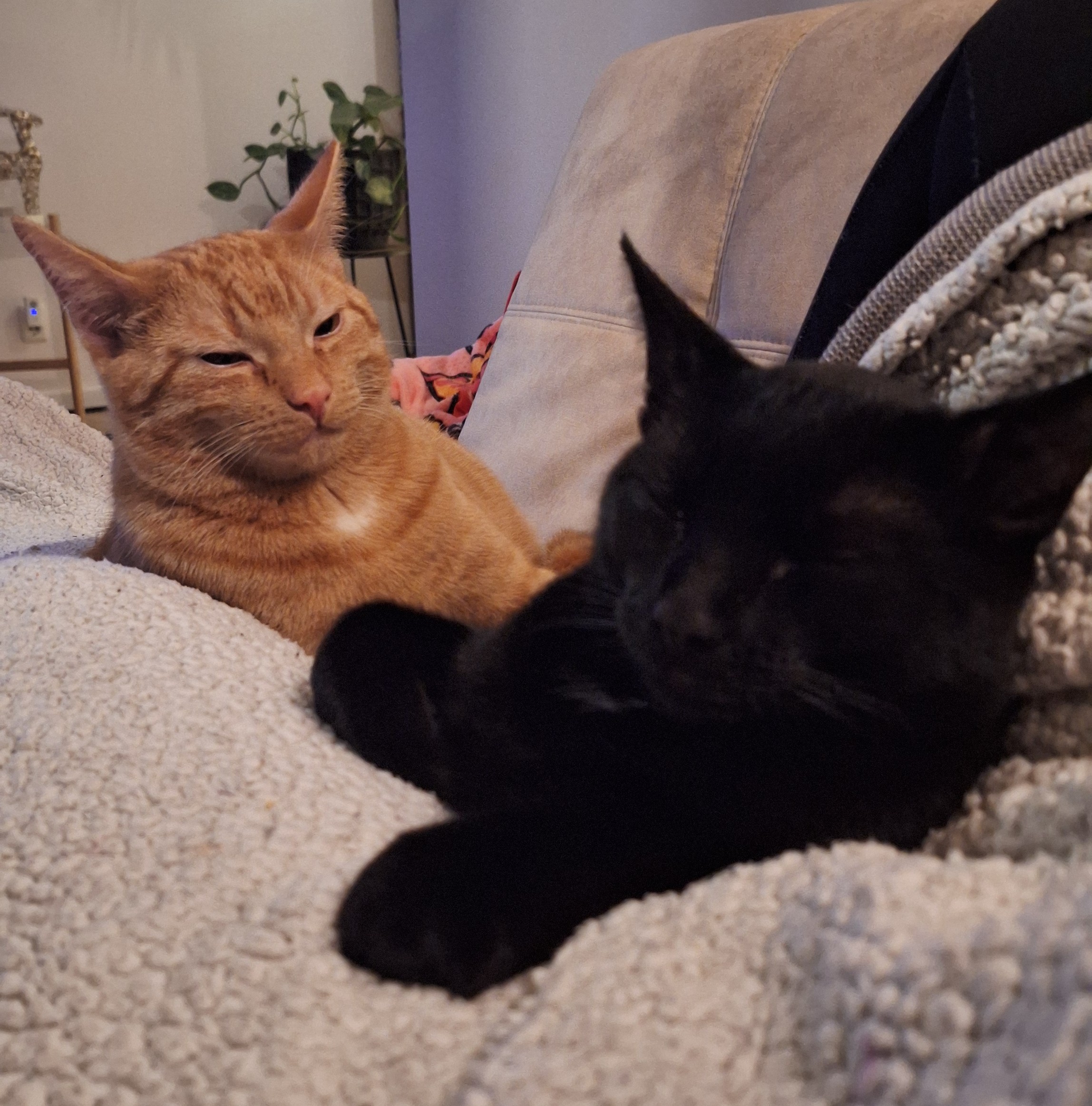 Arthur en James (voorheen Mowgli en Milan)