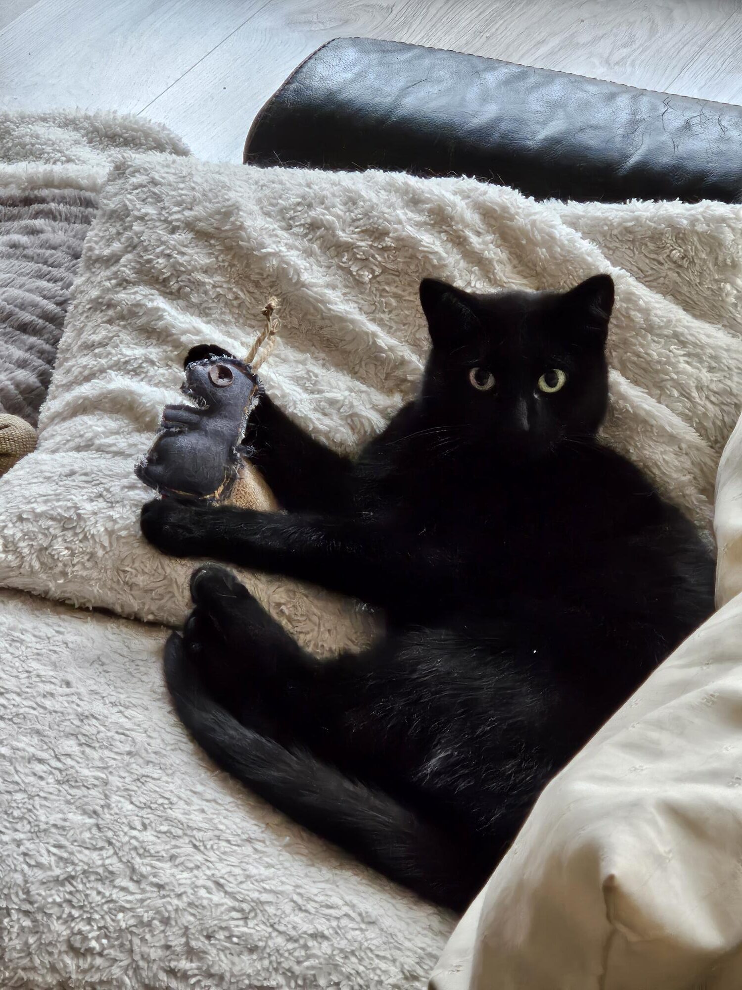 Pippi (Voorheen Cuddle)