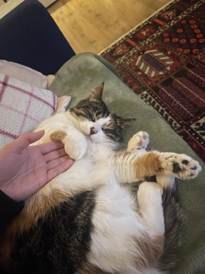 Nelly (voorheen Jazz)