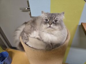 Chuchu zoekt een huis met tuin