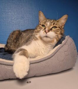 Claus zoekt een huis met tuin