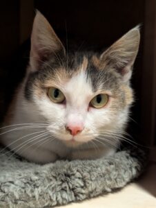 Duffy zoekt een huis met tuin