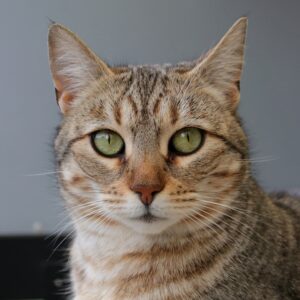 Guusje zoekt een huis met een tuin