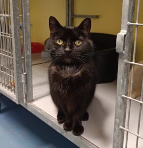 Anieka zoekt een huis met tuin