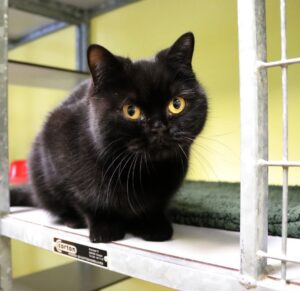 Dolly zoekt een huis met tuin