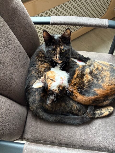 Storm (Voorheen Hera) en Vlekje (Voorheen Hottie)