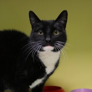 Lizzy zoekt een huis met tuin