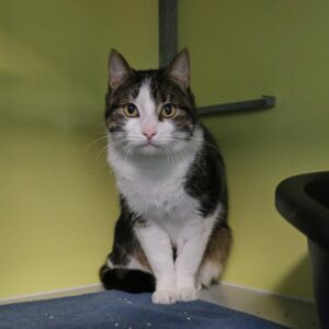 Mochi zoekt een huis met tuin