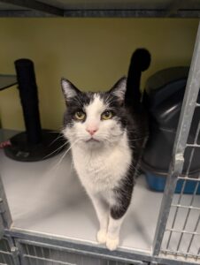 Tommie zoekt een huis met tuin in een rustige buurt