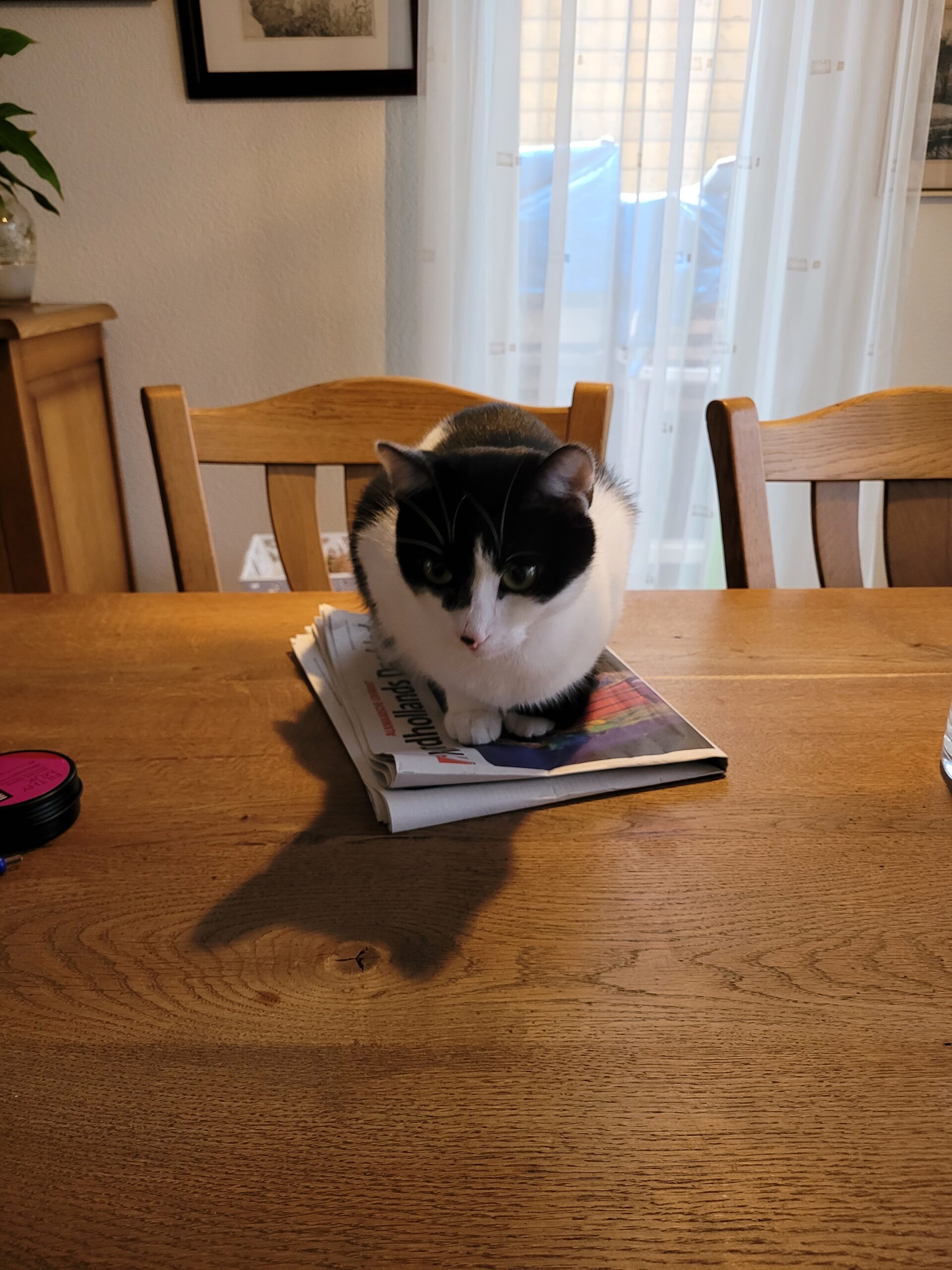 Diva (voorheen Pumpkin)