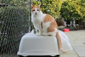 Mellow woont voor de derde keer bij Stichting Zwerfdier