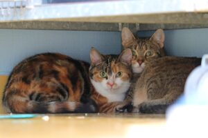 Deedee en Djeemie zoeken samen een huis met tuin