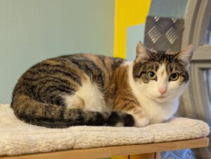 Djessie zoekt een huis met een tuin