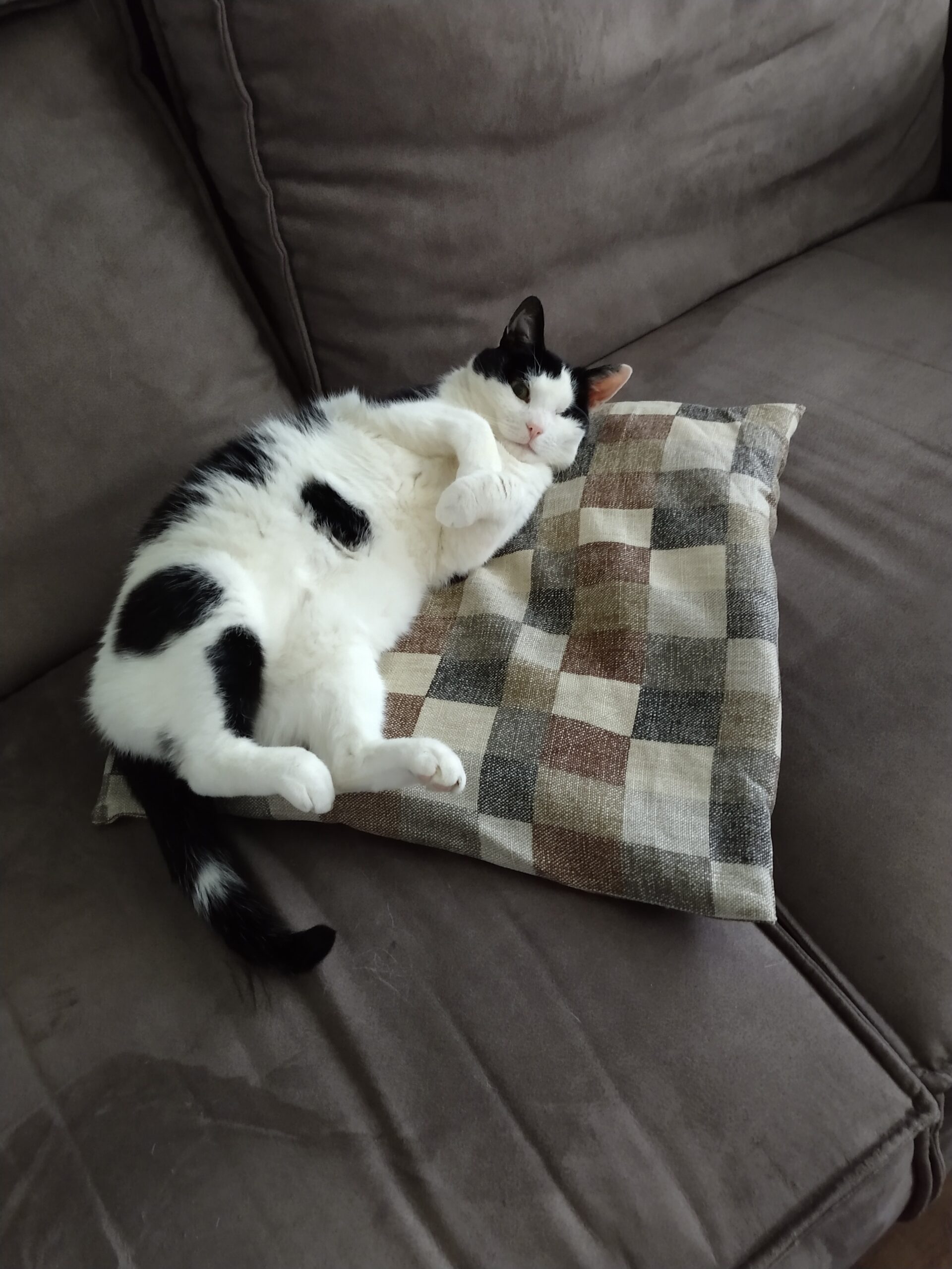 Molly (voorheen Iris)