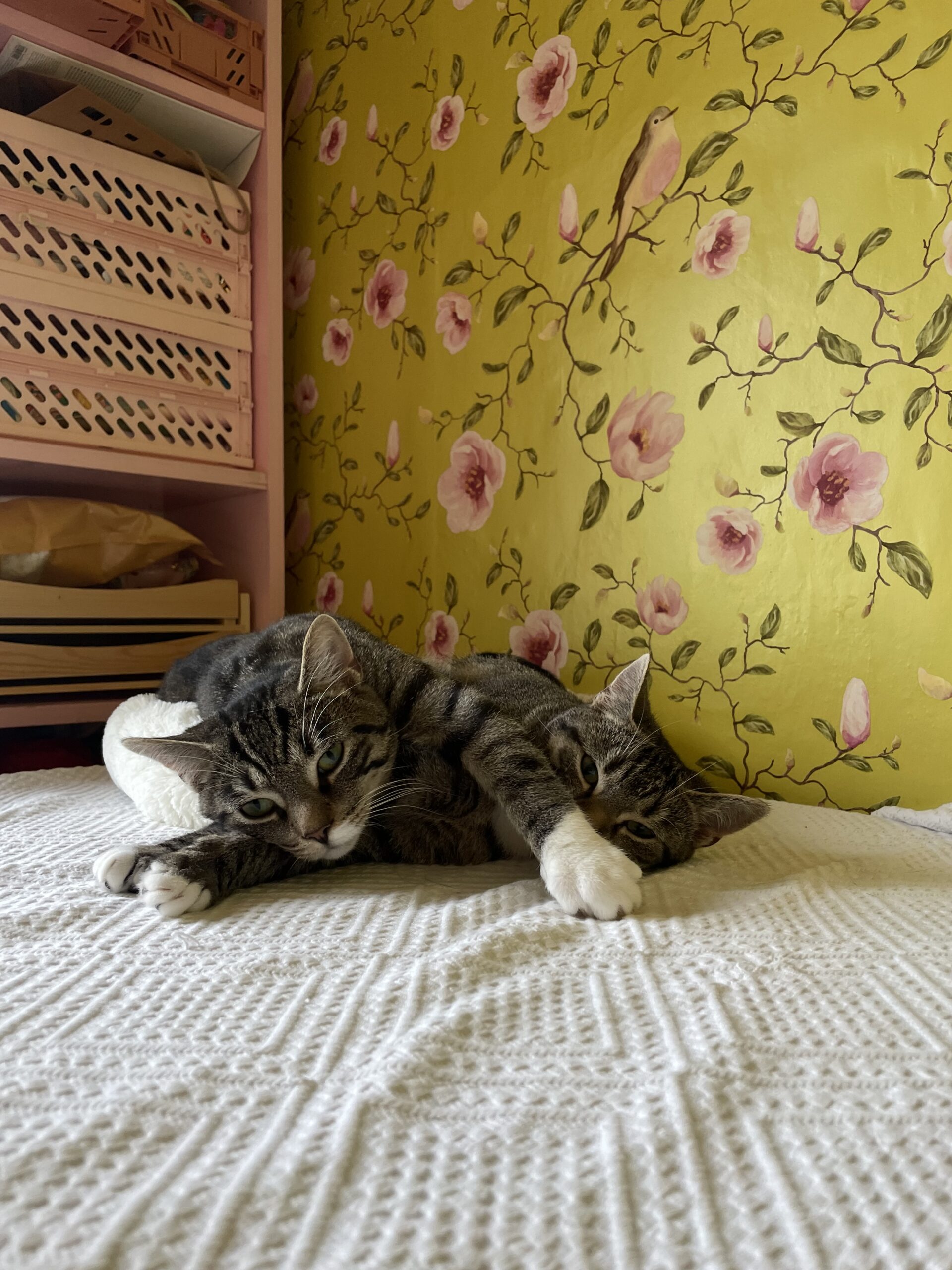 Fiep en Flip (voorheen Eevee en Espeon)