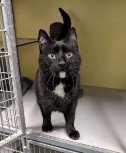 Janus zoekt een huis met tuin