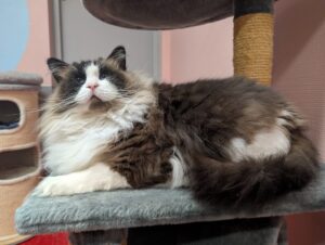 Lola zoekt een bovenwoning met afgesloten balkon