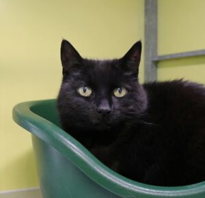 Luna zoekt een huis met een tuin