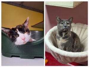 Nala en Nina zoeken samen een huis met tuin