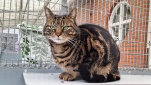 Oakley zoekt een huis met tuin