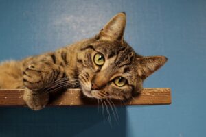 Pip zoekt een huis met tuin
