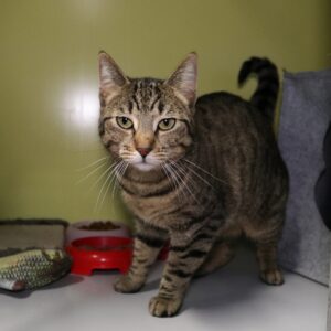 Pip zoekt een huis met tuin