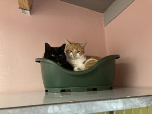 Sabba en Marietje zoeken een huis met ruime tuin of boerderij met erf