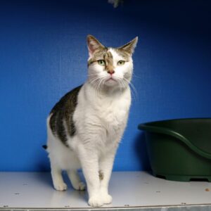 Sjakie zoekt een huis met tuin