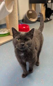 Zozo zoekt een huis met tuin