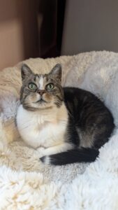 Kaatje zoekt een bovenwoning met afgesloten balkon