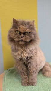 Lady zoekt een bovenwoning met afgesloten balkon of een huis met afgesloten tuin