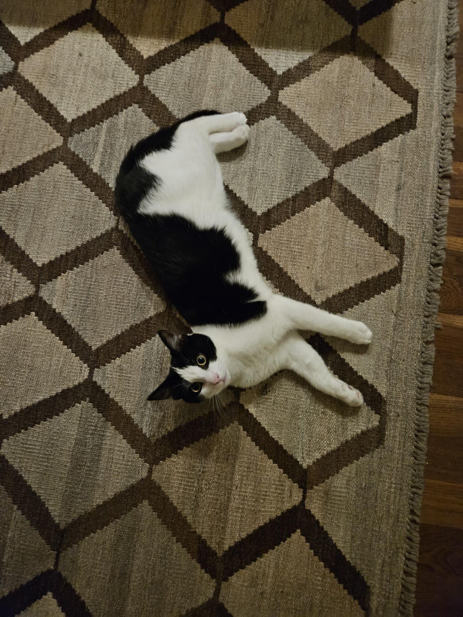 Flip (Voorheen Pipito)