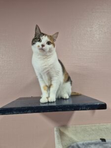 Faya zoekt een bovenwoning met afgesloten balkon