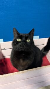 Luna zoekt een huis met een tuin