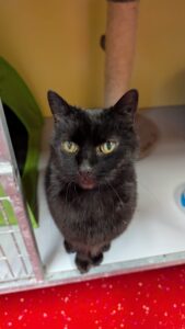 Anieka zoekt een huis met tuin of een bovenwoning met afgesloten balkon