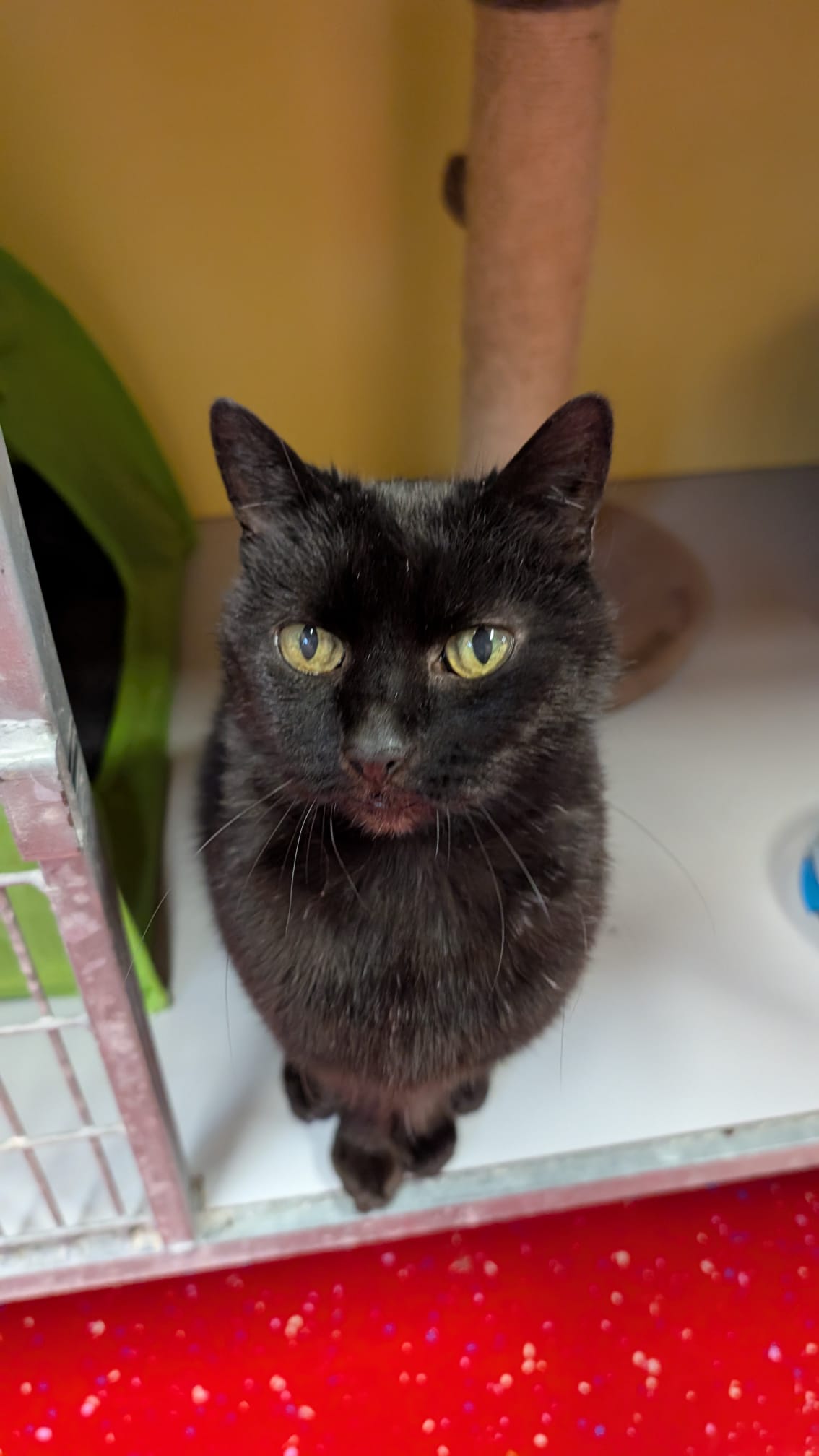 Anieka zoekt een huis met tuin of een bovenwoning met afgesloten balkon