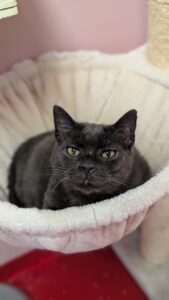 Zozo zoekt een huis met tuin