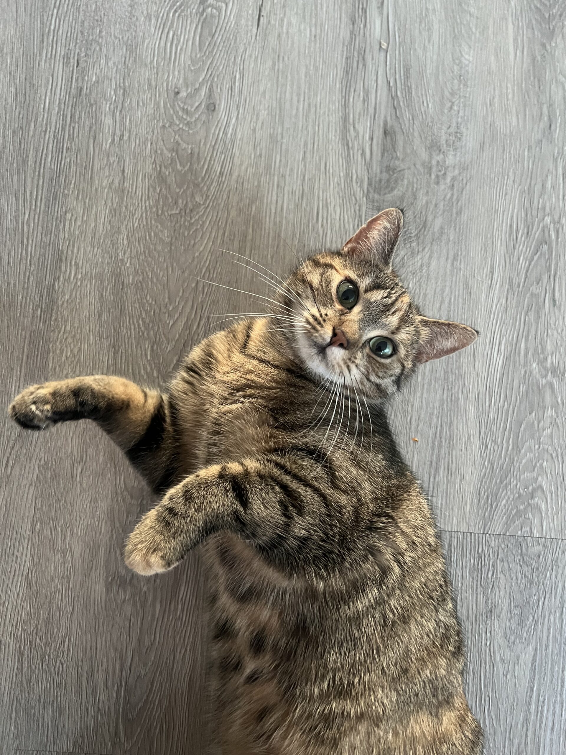 Zusje (Voorheen Seylah)